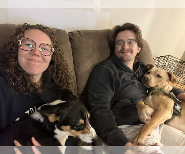 Medium Photo #5 Labrador Retriever-Unknown Mix Puppy For Sale in Evansville, IN, USA