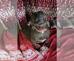 Small Photo #7 American Pit Bull Terrier-Unknown Mix Puppy For Sale in Germantown, OH, USA