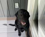 Small Photo #1 Labrador Retriever Puppy For Sale in OCALA, FL, USA