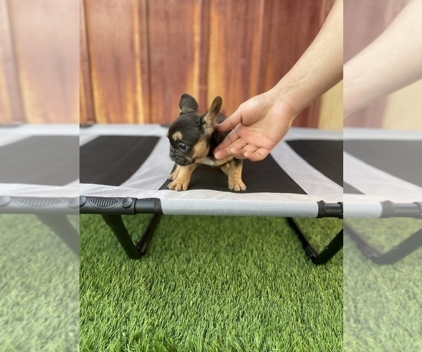 Medium Photo #33 French Bulldog Puppy For Sale in OCEANSIDE, CA, USA