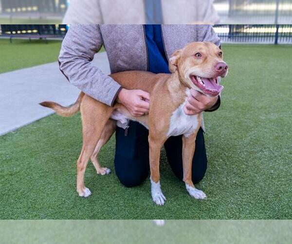 Medium Photo #2 American Staffordshire Terrier-Labrador Retriever Mix Puppy For Sale in Waco, TX, USA