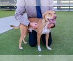 Small #1 American Staffordshire Terrier-Labrador Retriever Mix