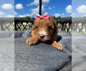 Goldendoodle Puppy for sale in KISSIMMEE, FL, USA