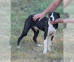 Small #7 Catahoula Leopard Dog-Labrador Retriever Mix