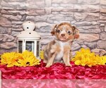 Small #4 Chihuahua