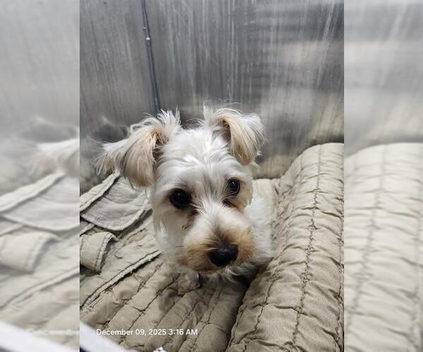 Medium Photo #1 Mutt Puppy For Sale in San Antonio, TX, USA