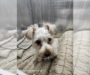 Mutt Dogs for adoption in San Antonio, TX, USA