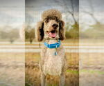 Small #4 Poodle (Standard)