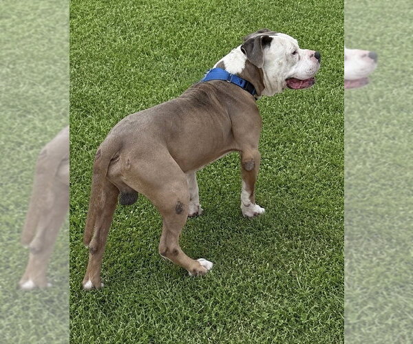 Medium Photo #2 American Pit Bull Terrier Puppy For Sale in Evansville, IN, USA