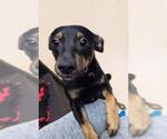 Small #5 Australian Shepherd Mix