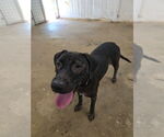 Small Labrador Retriever Mix