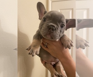 French Bulldog Puppy for sale in SAN JACINTO, CA, USA