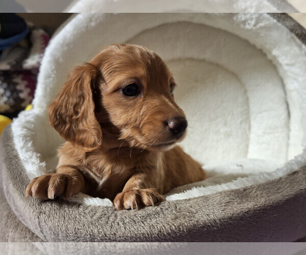 Medium Photo #1 Dachshund Puppy For Sale in BRISTOL, TN, USA