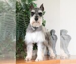 Small Photo #1 Schnauzer (Miniature) Puppy For Sale in SYRACUSE, IN, USA