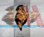 Small Photo #234 Yorkshire Terrier Puppy For Sale in AKRON, OH, USA