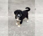 Small #4 Golden Retriever Mix