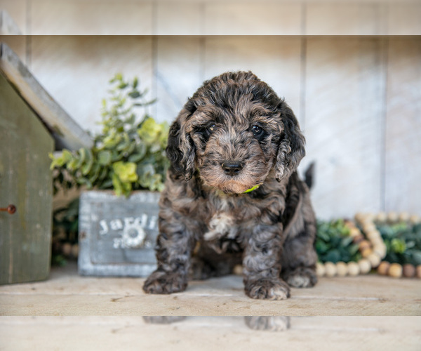 Medium Photo #2 Miniature Labradoodle Puppy For Sale in SUGARCREEK, OH, USA