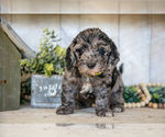 Small Photo #3 Miniature Labradoodle Puppy For Sale in SUGARCREEK, OH, USA