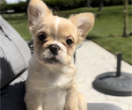 Small Photo #1 French Bulldog Puppy For Sale in ELK GROVE, CA, USA
