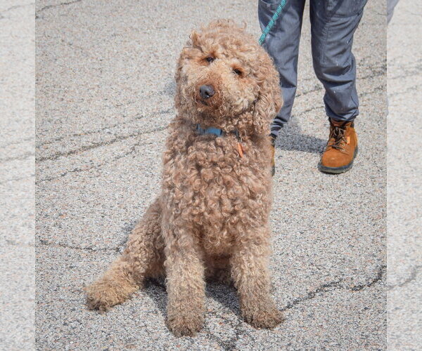 Medium Photo #3 Mutt Puppy For Sale in Huntley, IL, USA