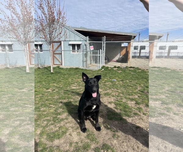 Medium Photo #1 Labrador Retriever-Unknown Mix Puppy For Sale in Emmett, ID, USA