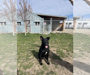 Labrador Retriever-Unknown Mix Dogs for adoption in Emmett, ID, USA