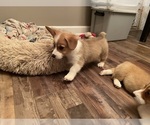 Small #6 Pembroke Welsh Corgi