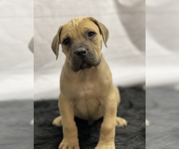 Medium Photo #1 Boerboel Puppy For Sale in QUAPAW, OK, USA