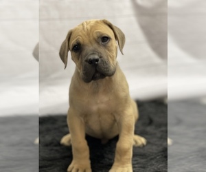 Boerboel Puppy for sale in QUAPAW, OK, USA