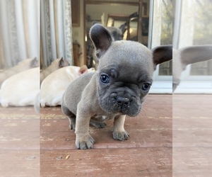 French Bulldog Puppy for sale in OSHKOSH, WI, USA
