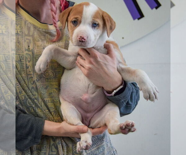 Medium Photo #4 American Staffordshire Terrier-Boxer Mix Puppy For Sale in Huntley, IL, USA