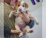 Small #3 American Staffordshire Terrier-Boxer Mix
