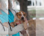 Small #1 Australian Shepherd Mix