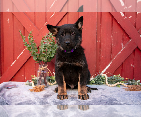 Medium Photo #1 German Shepherd Dog Puppy For Sale in PARKESBURG, PA, USA