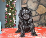 Small Photo #3 Labradoodle Puppy For Sale in BROKEN BOW, OK, USA