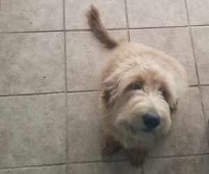 Goldendoodle Puppy for sale in NORTH AUGUSTA, SC, USA