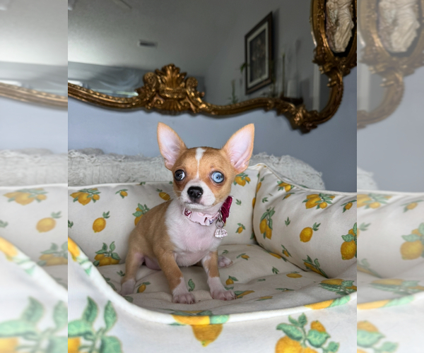 Medium Photo #6 Chihuahua Puppy For Sale in CHARLOTTE, NC, USA