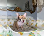 Small #5 Chihuahua