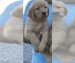 Puppy Buddy Golden Retriever