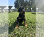 Puppy Black and Rust Doberman Pinscher