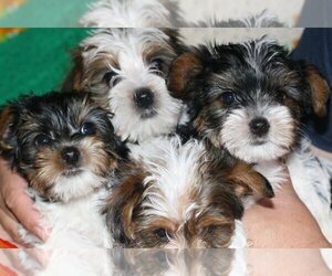 Yorkshire Terrier Puppy for Sale in WEST BRANCH, Michigan USA