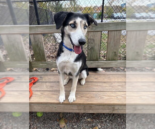 Medium Photo #2 Beagle-Siberian Husky Mix Puppy For Sale in Elmsford, NY, USA