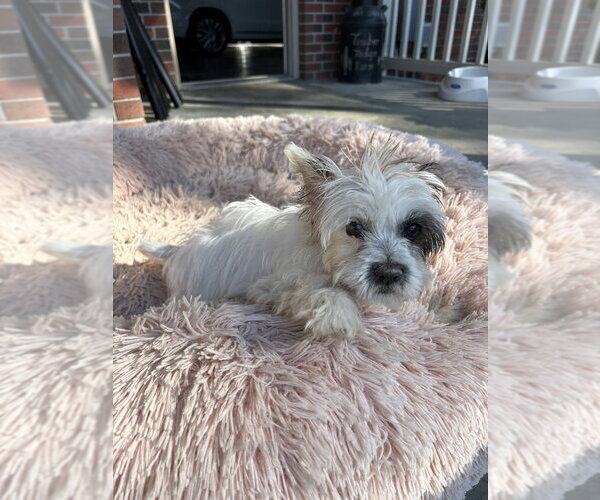 Medium Photo #4 Shih Tzu-Unknown Mix Puppy For Sale in Aurora, IN, USA
