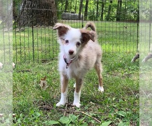 Miniature Australian Shepherd Puppy for sale in HARRISON, OH, USA