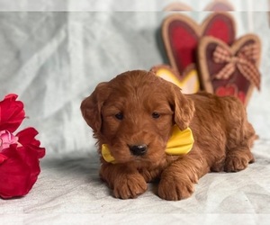 Goldendoodle Puppy for sale in LANCASTER, PA, USA