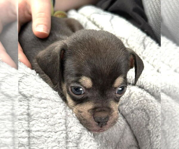 Medium Photo #1 Chug Puppy For Sale in Boonton, NJ, USA