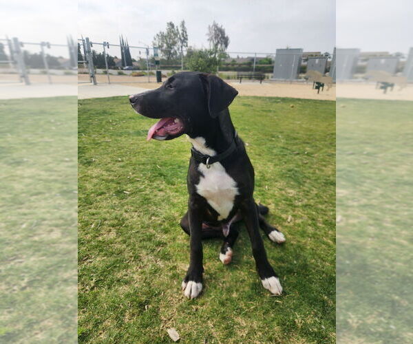 Medium Photo #1 Borador Puppy For Sale in Dana Point, CA, USA