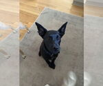 Small #7 Labrador Retriever Mix
