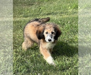 Bernedoodle Puppy for sale in DUNDEE, OH, USA