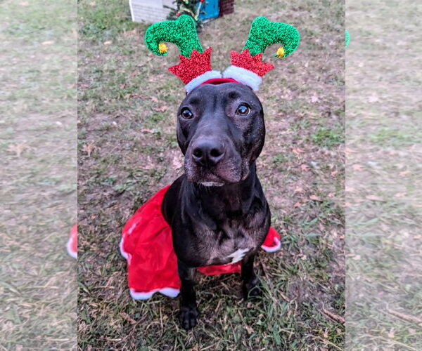 Medium Photo #15 American Pit Bull Terrier-Mountain Cur Mix Puppy For Sale in Calhoun, GA, USA